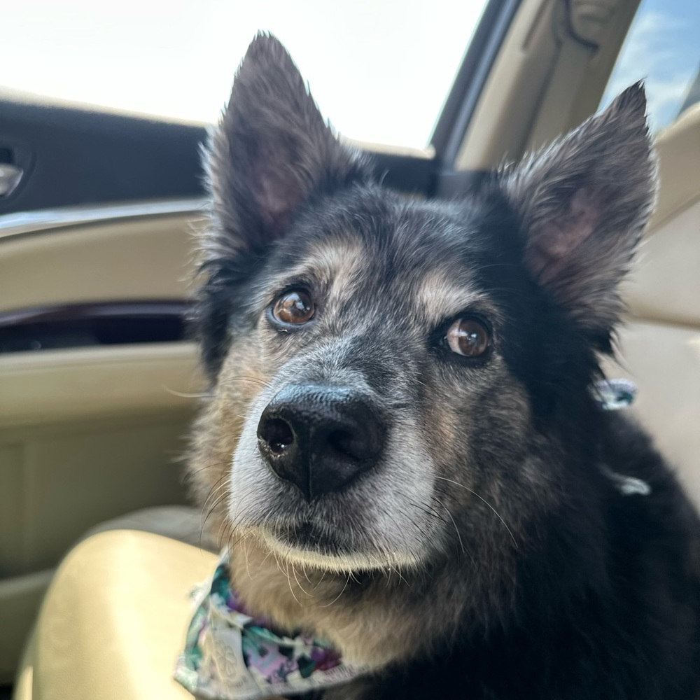 Meet your Posher, Suki!